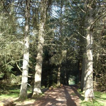 Allée de hêtres