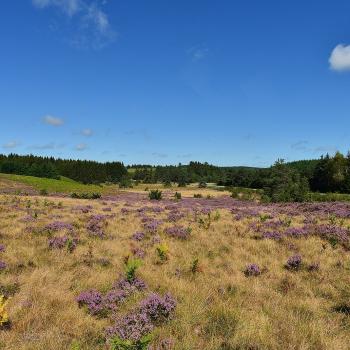 Les bruyères sur le plateau de Millevaches