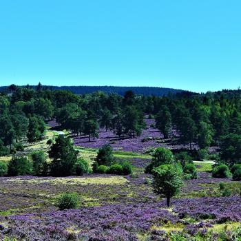 La lande sur le plateau de Millevaches